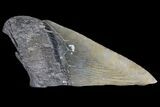 Partial Fossil Megalodon Tooth #89456-1